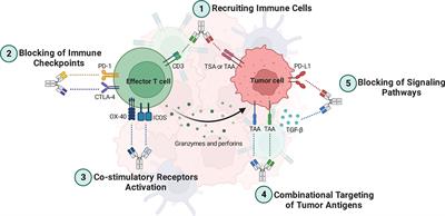 Frontiers | Bispecific Antibodies Targeting CTLA-4: Game-changer ...